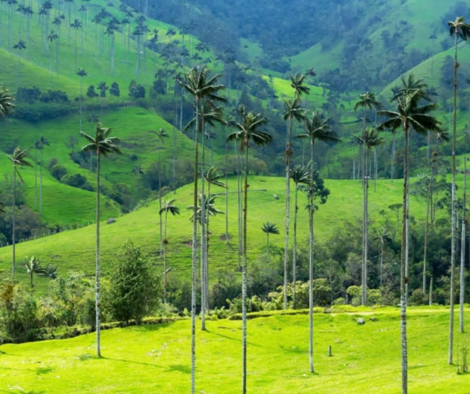Salento y el Valle de Cocora
